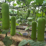 Cuiying Bottle Gourd Seeds, Premium F1 Hybrid Bottle Gourd, Early-Mid Maturity, High Yield, Excellent Quality