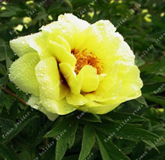Yellow Peony Seeds Real Japanese Plants Peonies Tree