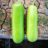 Cuiying Bottle Gourd Seeds, Premium F1 Hybrid Bottle Gourd, Early-Mid Maturity, High Yield, Excellent Quality