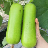 Cuiying Bottle Gourd Seeds, Premium F1 Hybrid Bottle Gourd, Early-Mid Maturity, High Yield, Excellent Quality
