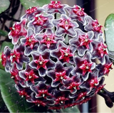 Rare Hoya Seed Potted Flowers (Color: 7)