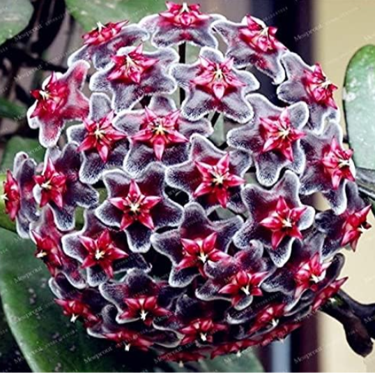 Rare Hoya Seed Potted Flowers (Color: 7)