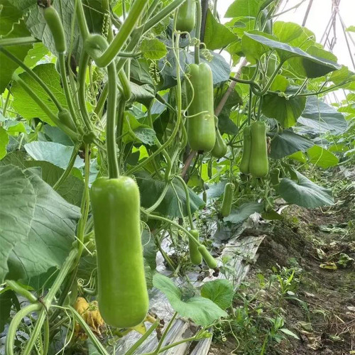 Cuiying Bottle Gourd Seeds, Premium F1 Hybrid Bottle Gourd, Early-Mid Maturity, High Yield, Excellent Quality