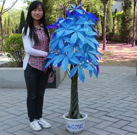 Mini Pachira Macrocarpa Plant Seeds (Color: 6)