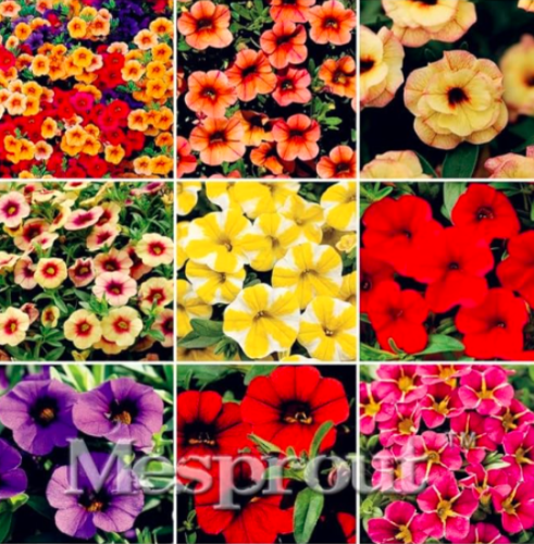 Calibrchoa Million Bells Annual Flower Seeds (Color: Mix)