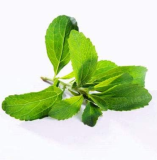 Stevia Herbs Seeds for Garden Planting - (Color: Green)