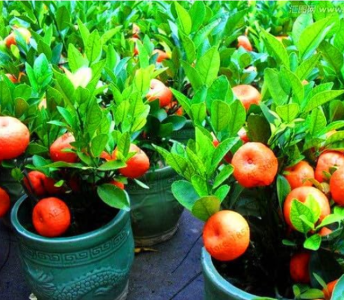 Mandarin Orange Dwarf Seed Indoors Outdoors Fruit Tree (Color: 3)