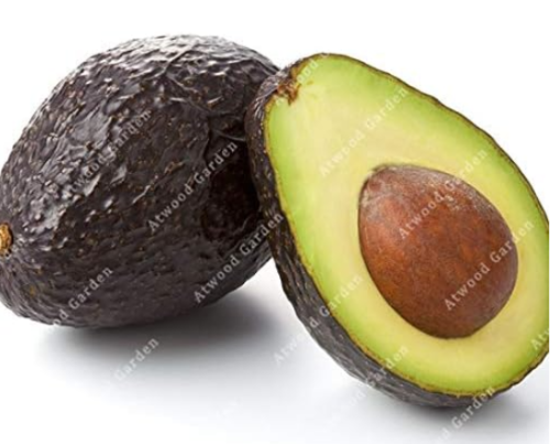 Avocado Seeds Fast Growing Plant Super Natural Products