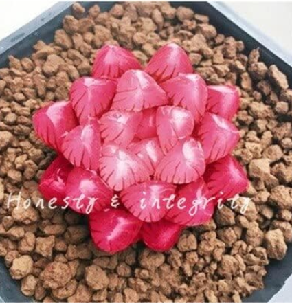Haworthia Cooperi Yulu Seeds (Color: 3)