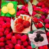 Multi-Species Rare Myrica Rubra Seed Bayberry Seeds (Color: Mix)