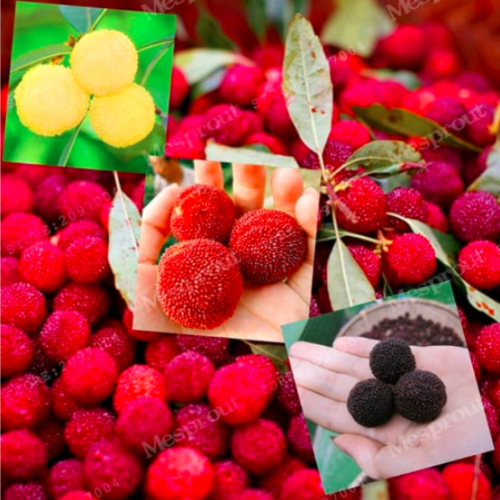Multi-Species Rare Myrica Rubra Seed Bayberry Seeds (Color: Mix)
