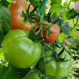 Yashu No.11 Tomato Seeds, Early-Maturing Hybrid Tomato Seeds, Indeterminate Variety, Dark Green Shoulders & Rich Flavor