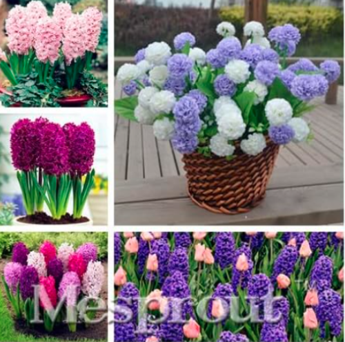 Hyacinthus Orientalis Seed (Color: MIX)