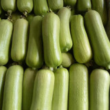 Baipangwa White Luffa Seeds, Hybrid Luffa Seeds, Early Maturing, Smooth Skin, Tender Firm Flesh