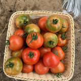 Yashu No.11 Tomato Seeds, Early-Maturing Hybrid Tomato Seeds, Indeterminate Variety, Dark Green Shoulders & Rich Flavor