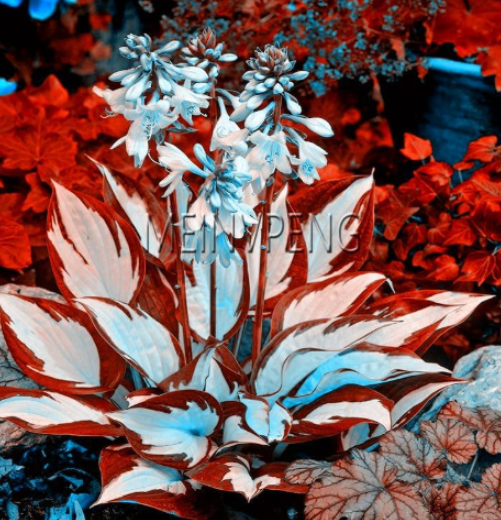 Hosta Seed Perennials Plantain Beautiful Lily Flower (Color: 1)