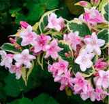 Beautiful Weigela Florida Flower Seed Rare Mixing Unique Flower (Color: 2)