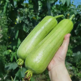 Baipangwa White Luffa Seeds, Hybrid Luffa Seeds, Early Maturing, Smooth Skin, Tender Firm Flesh
