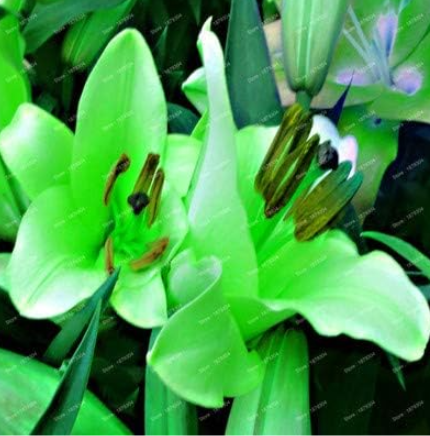 Perfume Lily Flower Seeds (Color: Green)