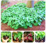 Wild Ginger (Asarum canadense) Seeds AKA Canadian Ginger