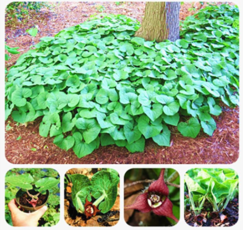 Wild Ginger (Asarum canadense) Seeds AKA Canadian Ginger