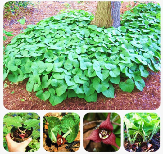 Wild Ginger (Asarum canadense) Seeds AKA Canadian Ginger