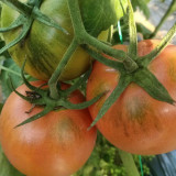 Yashu No.11 Tomato Seeds, Early-Maturing Hybrid Tomato Seeds, Indeterminate Variety, Dark Green Shoulders & Rich Flavor