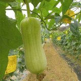 Baipangwa White Luffa Seeds, Hybrid Luffa Seeds, Early Maturing, Smooth Skin, Tender Firm Flesh