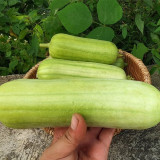Baipangwa White Luffa Seeds, Hybrid Luffa Seeds, Early Maturing, Smooth Skin, Tender Firm Flesh