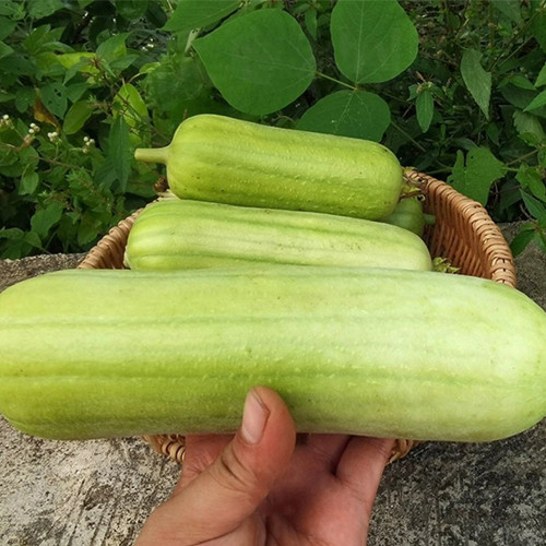 Baipangwa White Luffa Seeds, Hybrid Luffa Seeds, Early Maturing, Smooth Skin, Tender Firm Flesh