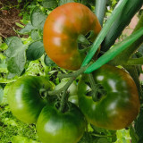 Yashu No.11 Tomato Seeds, Early-Maturing Hybrid Tomato Seeds, Indeterminate Variety, Dark Green Shoulders & Rich Flavor