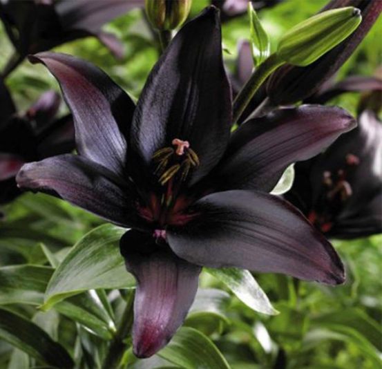 Hosta Seed Perennials Plantain beautiful Lily Flower