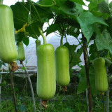 Baiguan No.1 Luffa Seeds, Premium White Luffa, Thick Flesh, Low Fiber, High Yield, Early Maturing