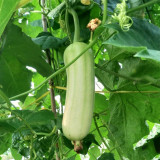 Baiguan No.1 Luffa Seeds, Premium White Luffa, Thick Flesh, Low Fiber, High Yield, Early Maturing