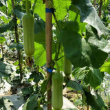 Baiguan No.1 Luffa Seeds, Premium White Luffa, Thick Flesh, Low Fiber, High Yield, Early Maturing