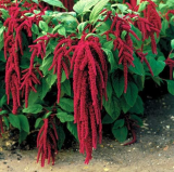 Amaranth Seeds - Love-Lies-Bleeding - Red - Vintage Heirloom Variety