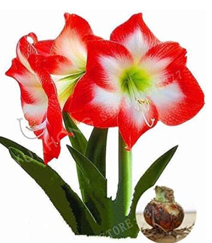 Red and White Hippeastrum Rutilum Bulbs