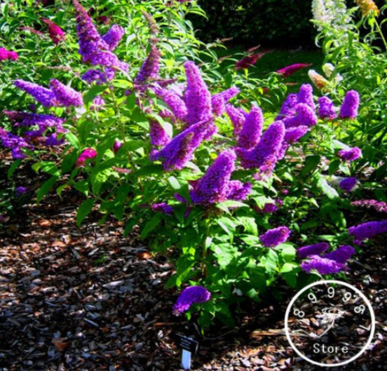 Butterfly Bush Summer Lilac Plantas Seeds