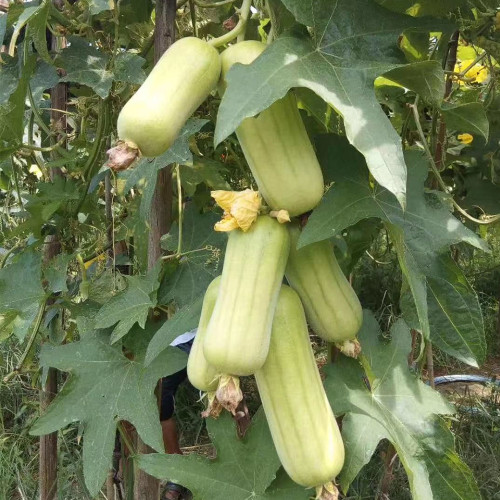 Baiguan No.1 Luffa Seeds, Premium White Luffa, Thick Flesh, Low Fiber, High Yield, Early Maturing