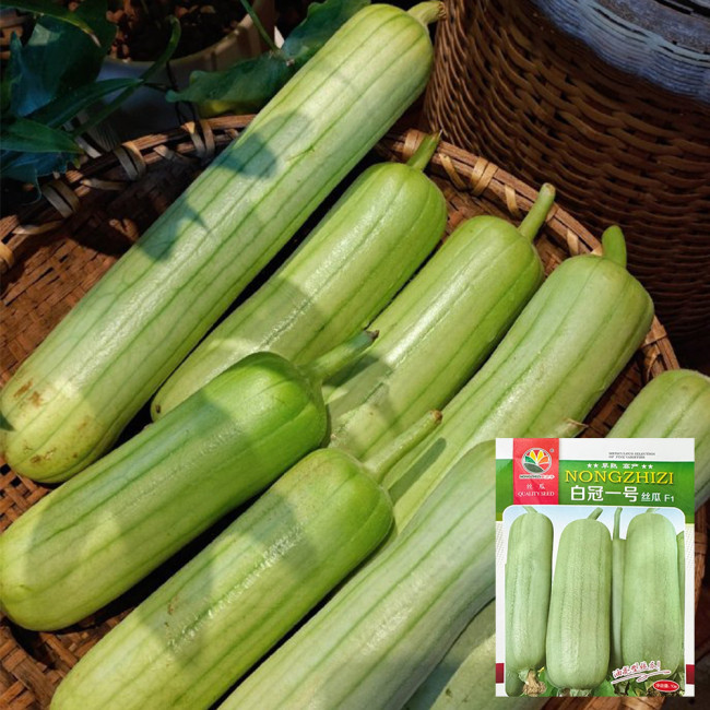 Baiguan No.1 Luffa Seeds, Premium White Luffa, Thick Flesh, Low Fiber, High Yield, Early Maturing