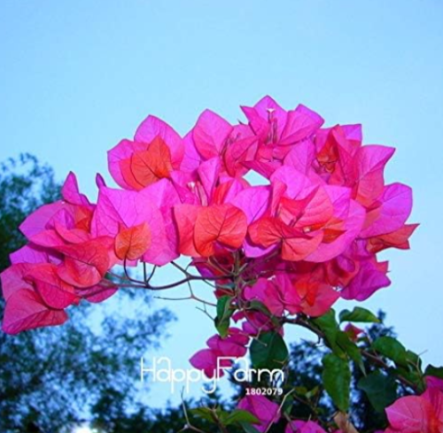 Rose Pink Bougainvillea Spectabilis Plant Seeds