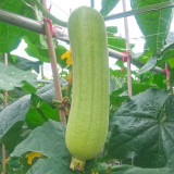 Baiguan No.1 Luffa Seeds, Premium White Luffa, Thick Flesh, Low Fiber, High Yield, Early Maturing