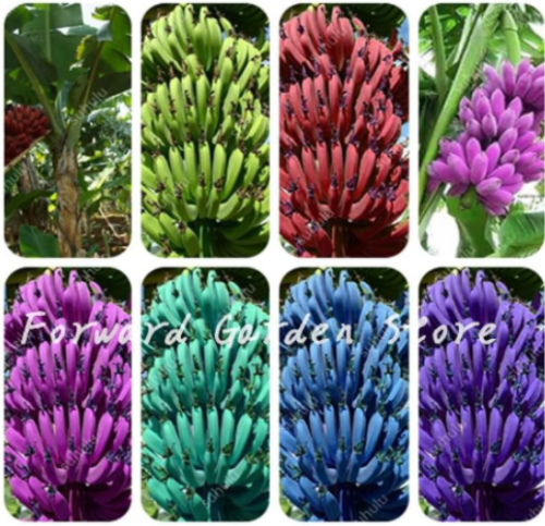 Dwarf Mix Banana Seed Tree Tropical Fruit Seeds (Color: 5)