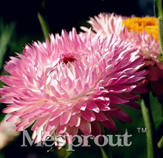 Golden Everlasting Strawflower Seeds Helichrysum Monstrosum (Color: 1)