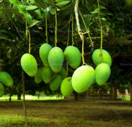 Sweet Mango Giant Mango Tree Seeds