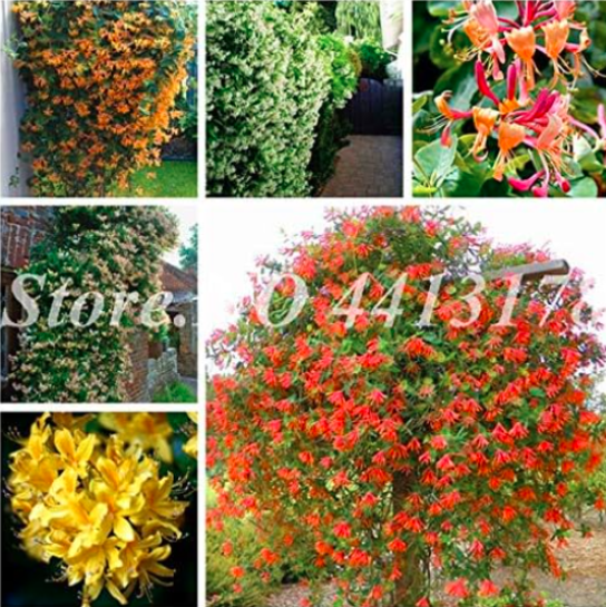 Honeysuckle Vine Plant Seeds Climbing flower (Color: mixed)