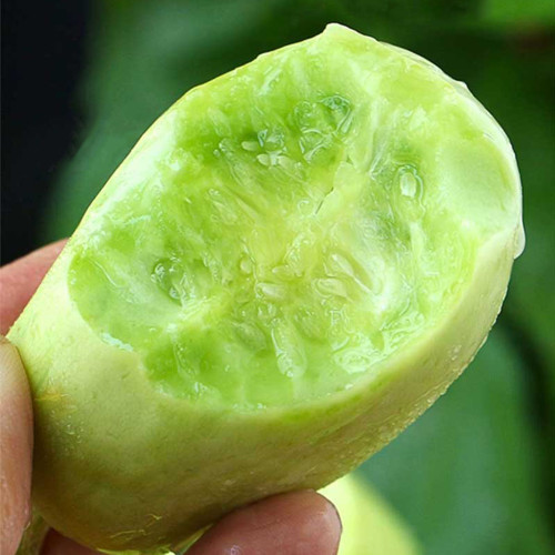 Yunü Mini Fruit Cucumber Seeds, White Mini Cucumber, Ultra-Small White Fruit, Sweet & Spineless