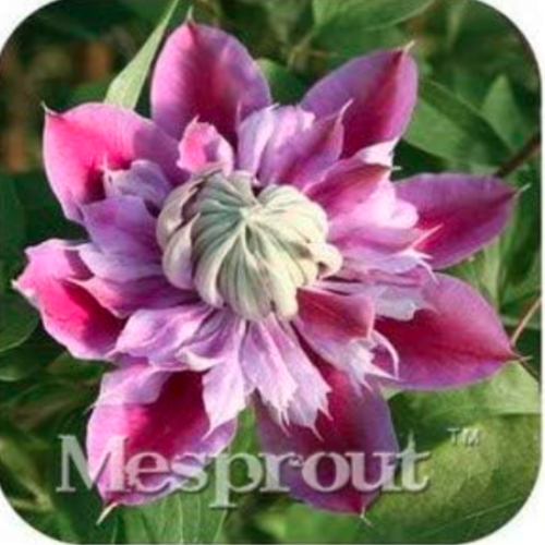 Vine Clematis Potted Clematis Garden Flowers Seeds (Color: 6)