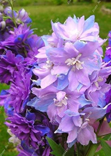 Dendrobium Multi-Color Flower Seeds (Color: 12)