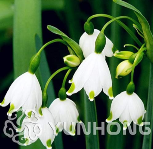 Rare Leucojum Aestivum Seed for Home Garden